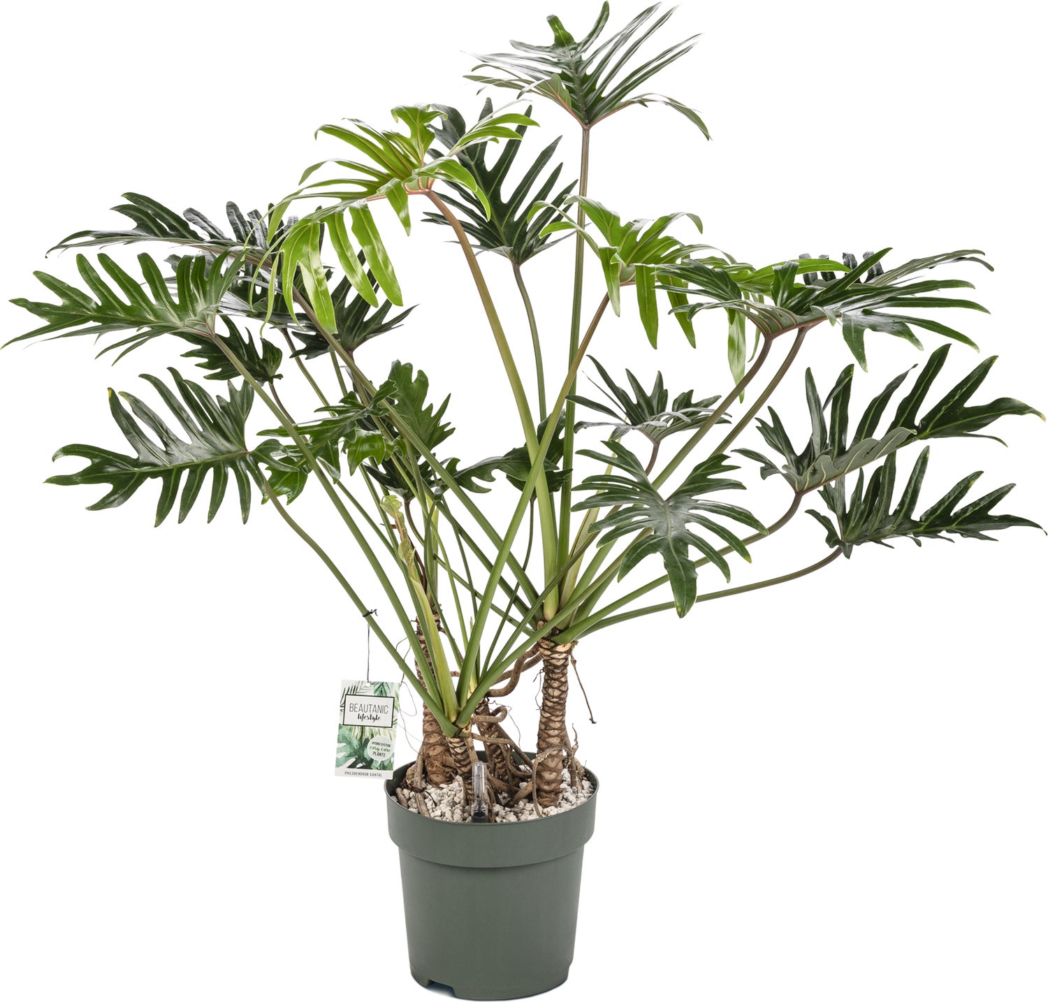 Philodendron (Philodendron 'Xantal') D 30 H 120 cm