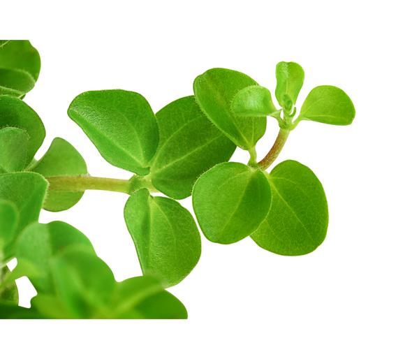 Peperomie - Peperomia rotundifolia