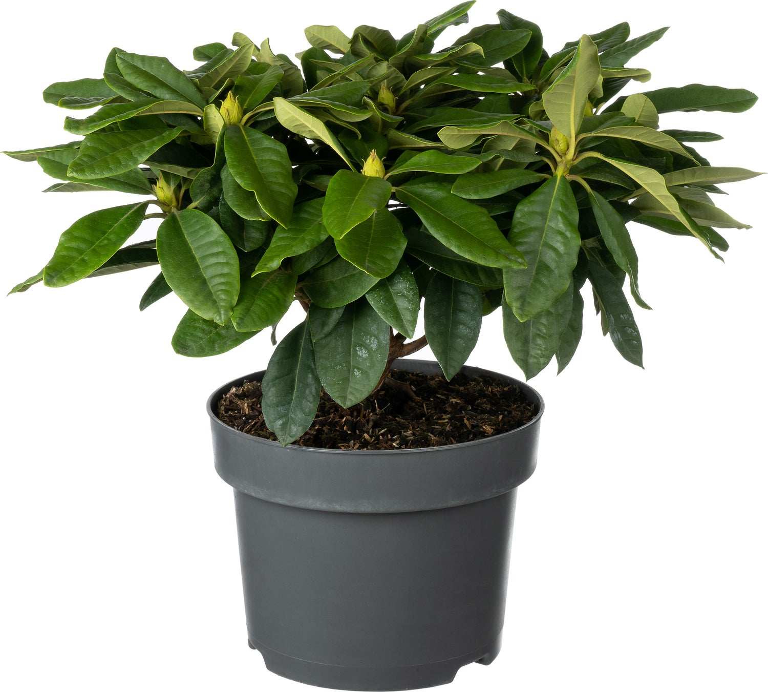 Rhododendron (Rhododendron 'Black Widow') D 23 H 40 cm