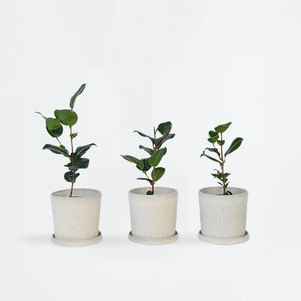Japanse Roos - Set van 6 - Camellia japonica - Hoogte 25-40cm - ⌀9cm