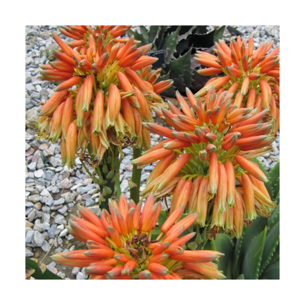 Aloe spirale/aloe polyphylla[-]pot de 7,5l - 40/60 cm