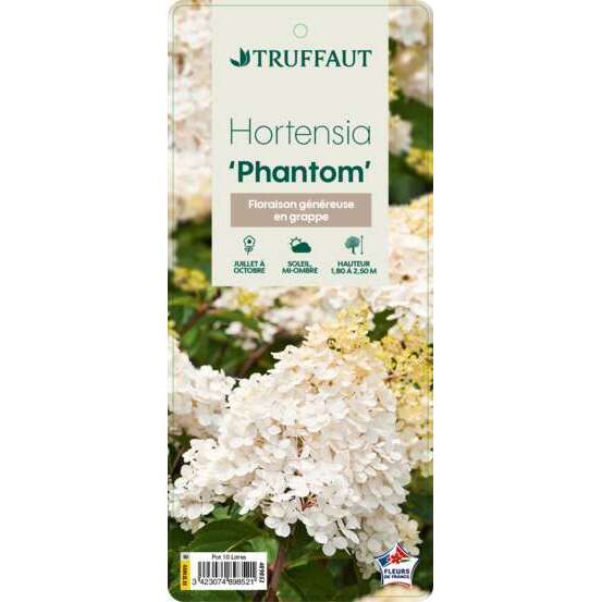Hydrangea paniculata 'Phantom' : Conteneur de 10 litres