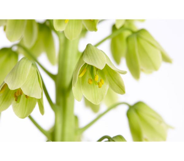Persische Kaiserkrone