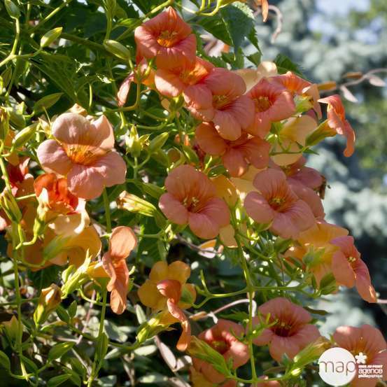 Campsis Radicans : en tipi - pot de 6 L
