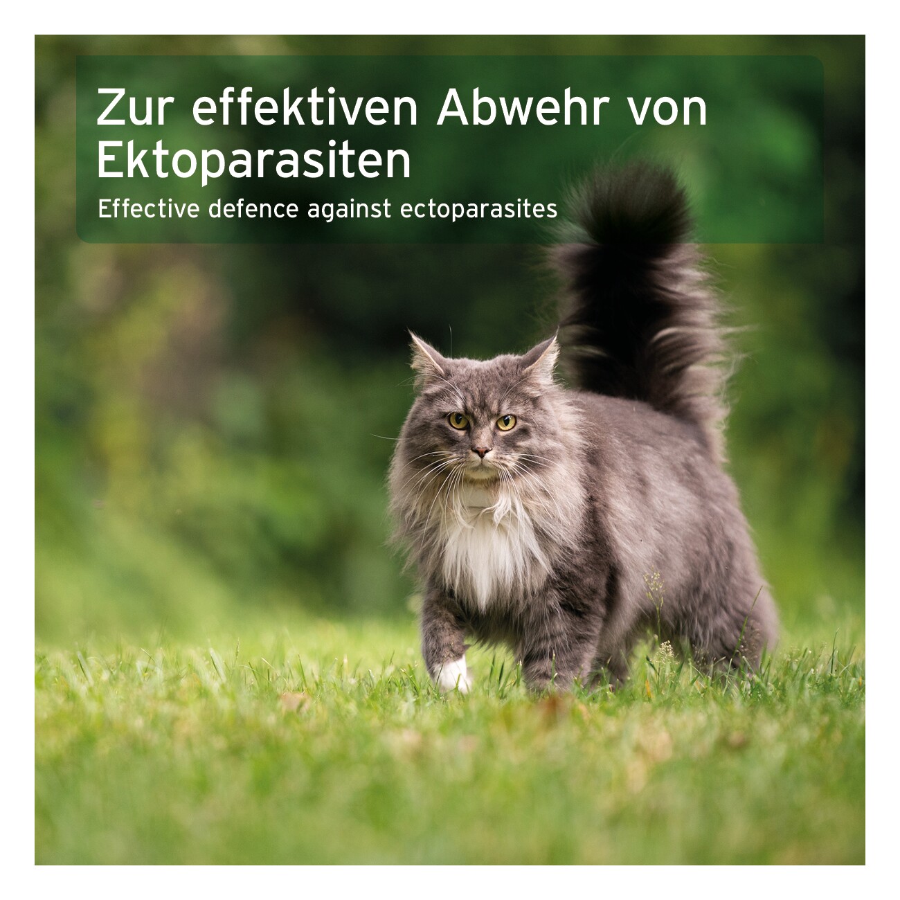 AniForte Spot-on für Katzen Ectoprotex
