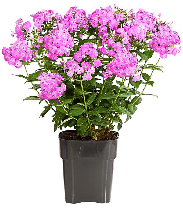 Stauden-Phlox, verschiedene Sorten