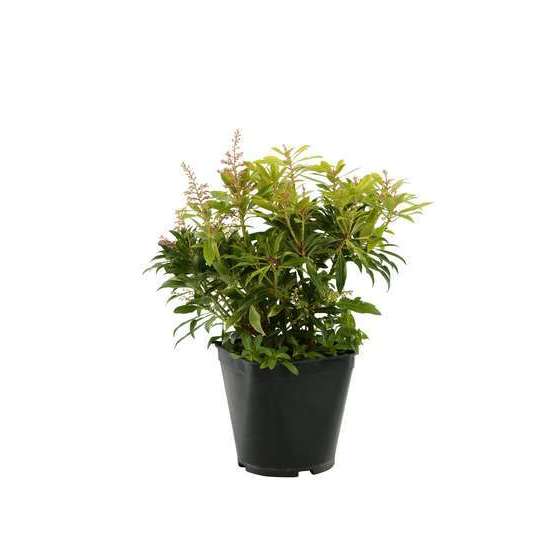 Pieris Forest Flame : H.30/40cm Pot 3L