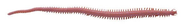 Berkley Gssw6-Dbr Gulp Sndwrm 6in Dk Brwn Rg