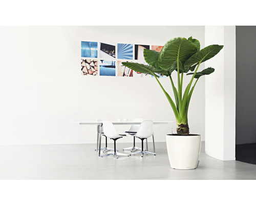 Lechuza Classico Premium 60 plantenbak, kunststof, Ø 60 cm, H 55,5 cm, wit, inclusief zelfbewateringssysteem, substraat en waterstandindicator.