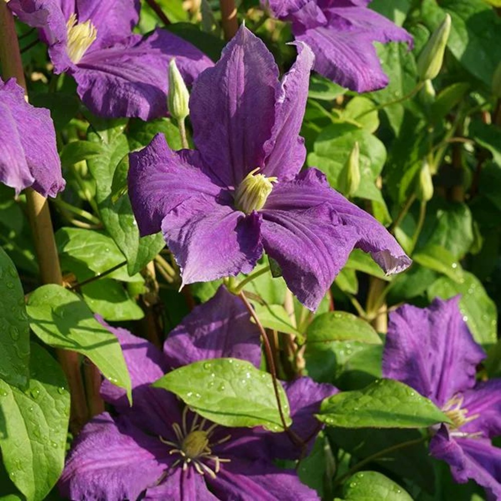 Clématite 'luther burbank' - clematis 3l