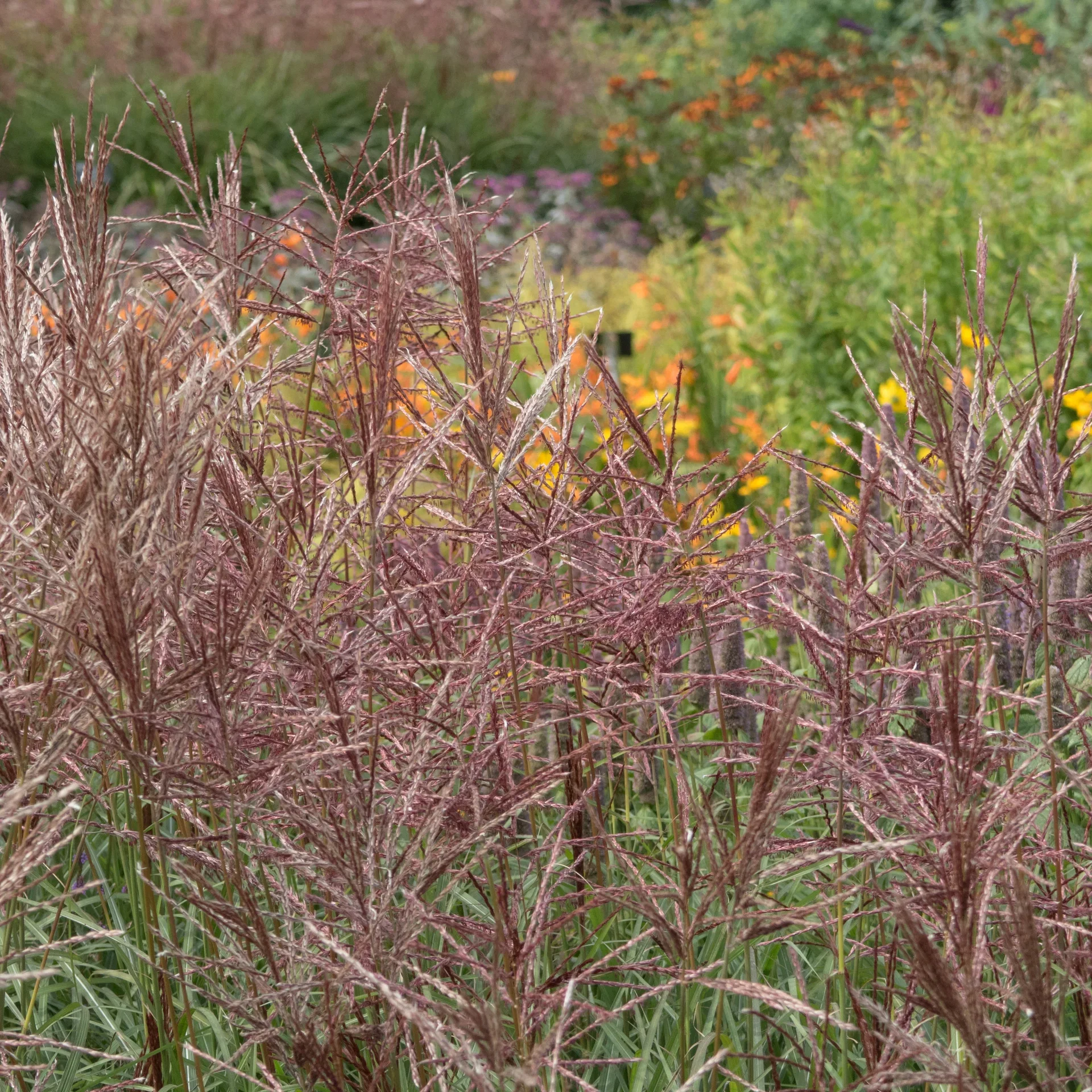 Miscanthus sinensis 'Octoberfest' Silkekinagress 'Octoberfest' Ø24 cm