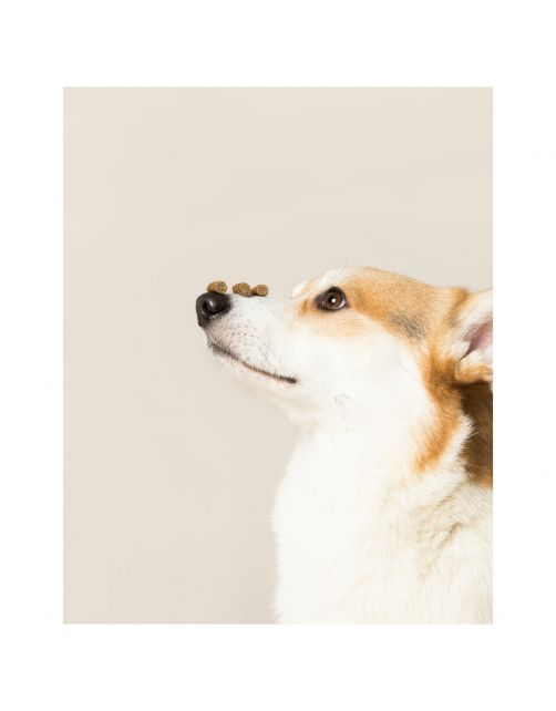 Edgard&Cooper Chicken Bites - Hondensnacks - Kip Bosbessen Appel 50 g