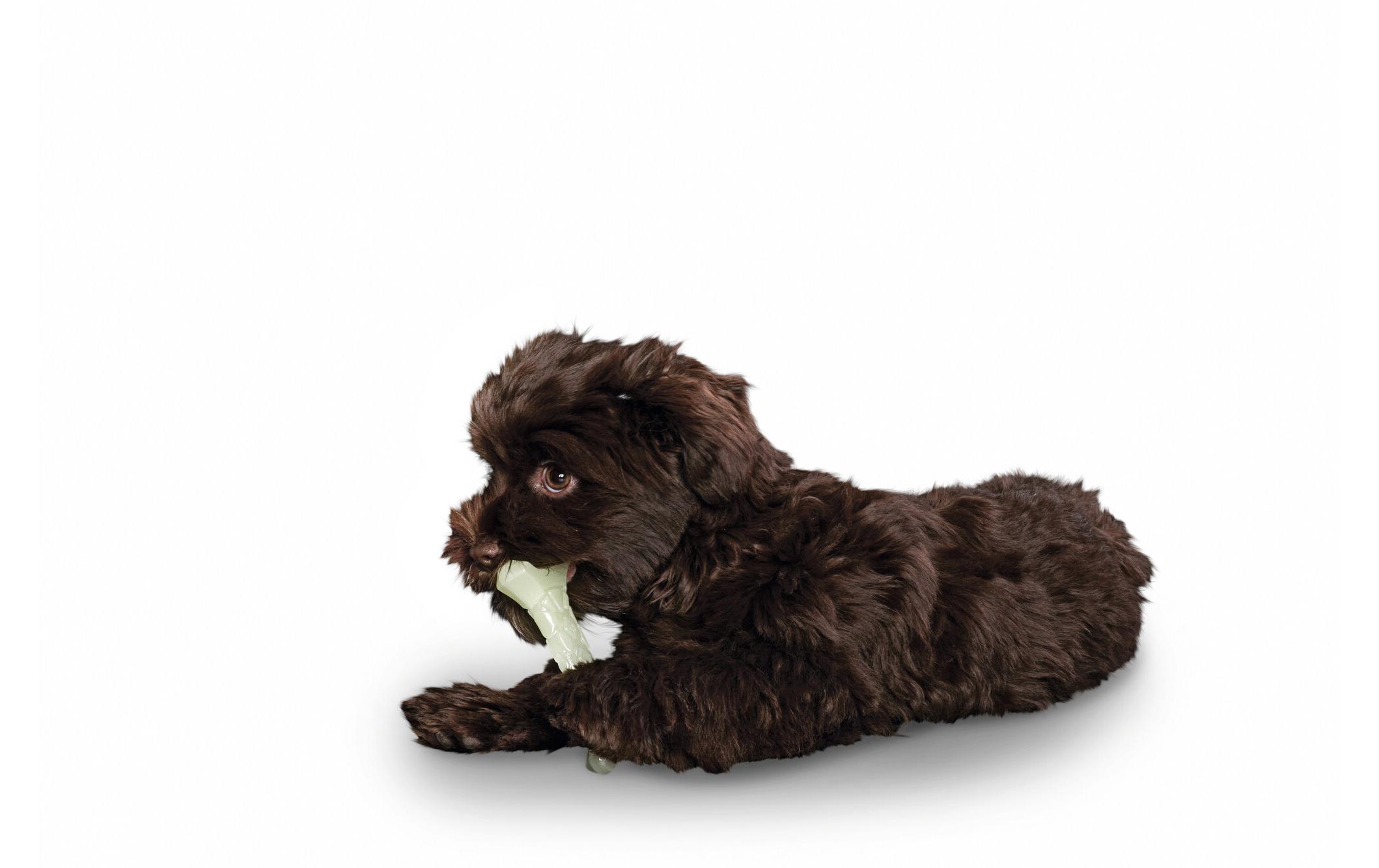 Hunde-Spielzeug Aqua Kisa Knochen 11 cmFluoreszierendes Wurf- und Apportierspielzeug