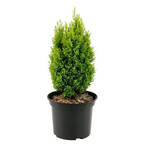Chamaecyparis Lawsoniana Ellwoodii Gold : pot 4L