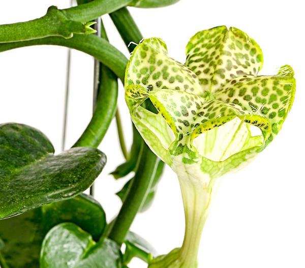 Kletternde Leuchterblume - Ceropegia