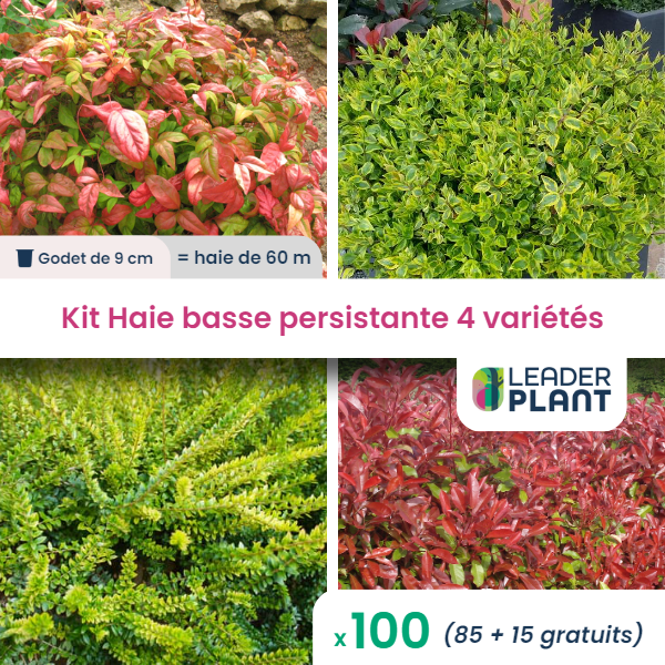 Kit haie basse persistante - 4 variétés - lot de 100 plants en godet