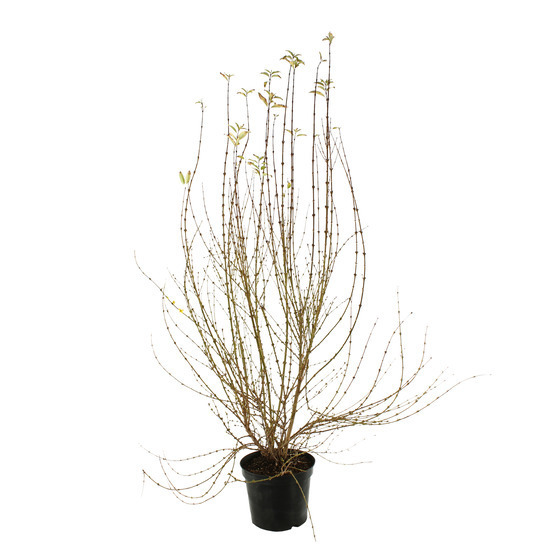 Forsythia x intermedia Week-End ® ' Courtalyne ' : C 10 L (jaune d'or)