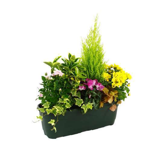 Composition de plantes d'automne : jardinière L50cm
