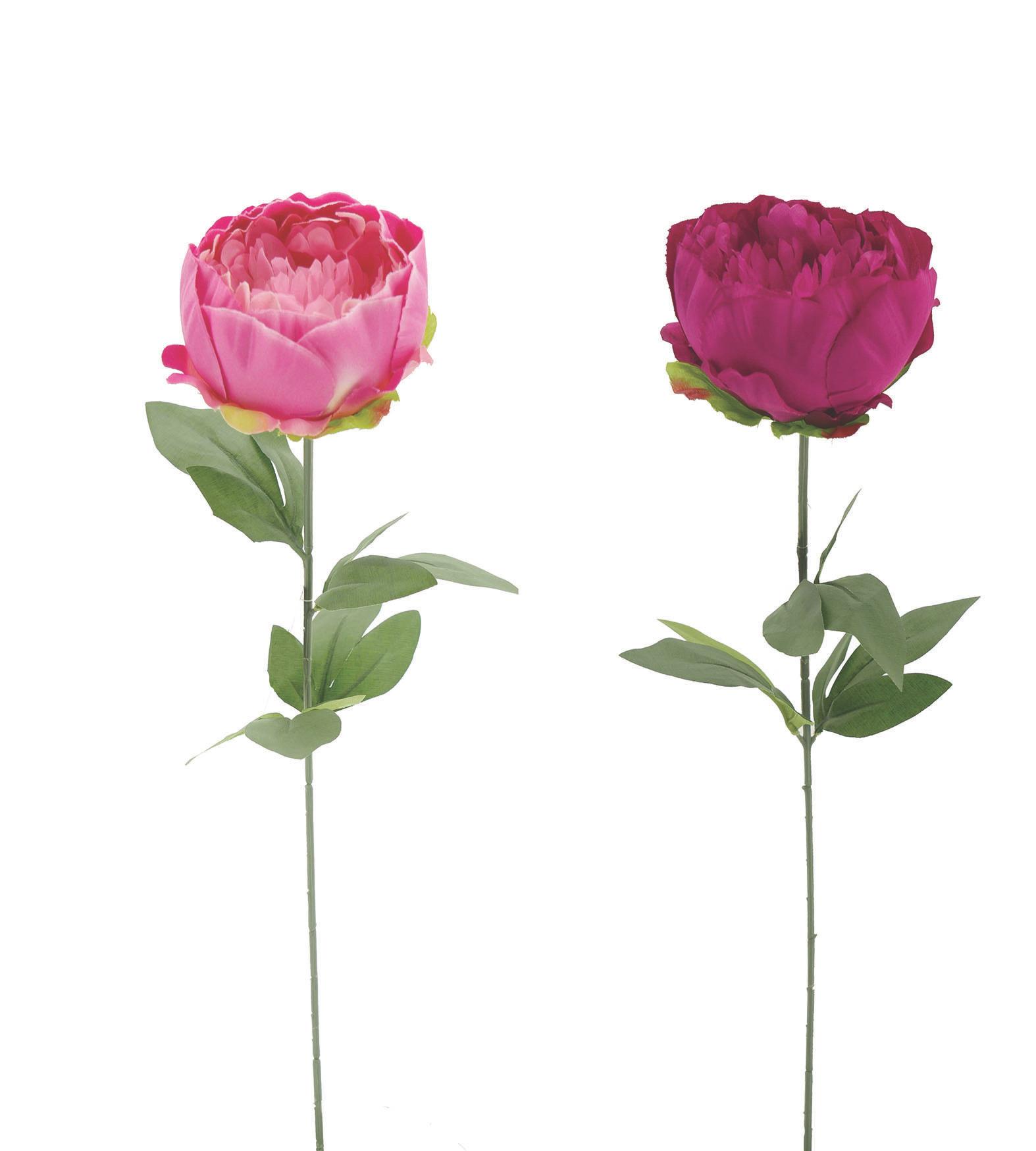 TIGE PIVOINE H.57CM ROSE