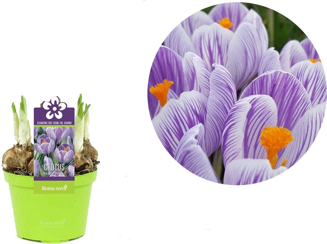 Krokus (Crocus 'King of the Striped') D 9 H 11 cm