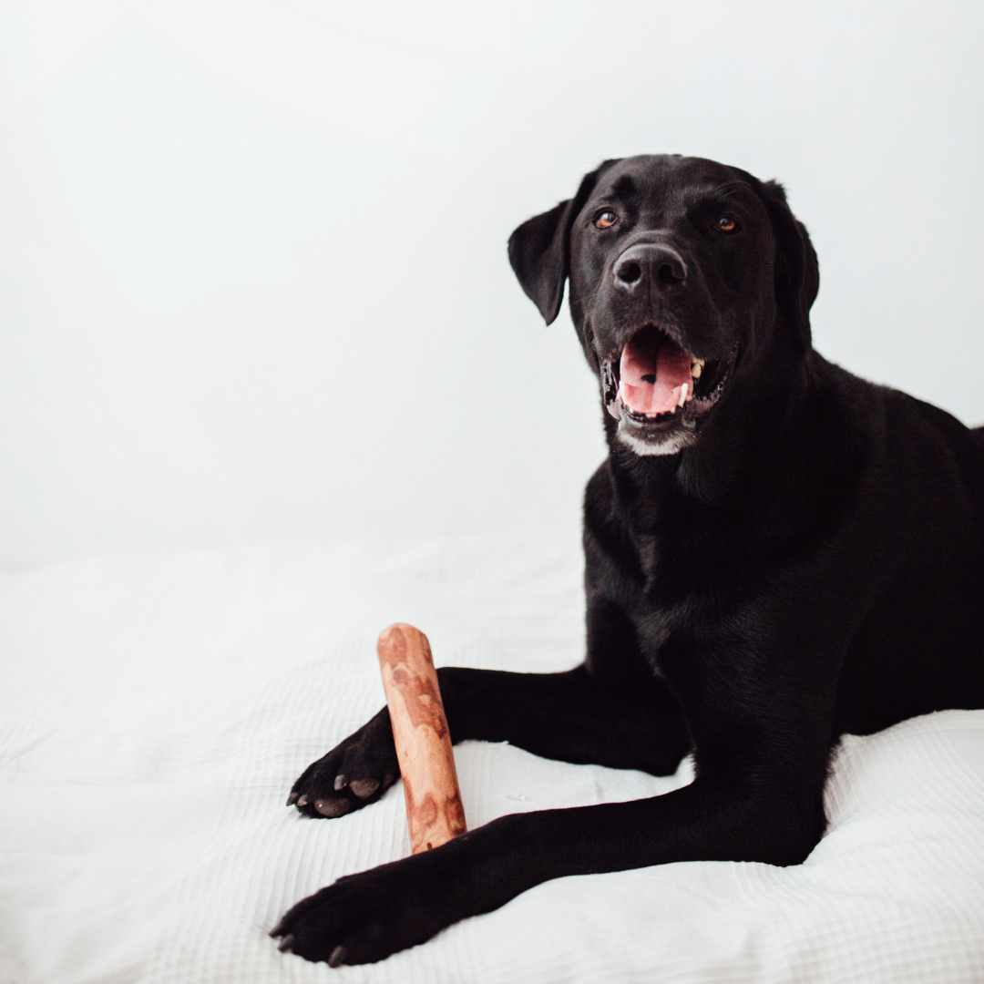 Kit de Mastigação para Cães BIMORDISCOS em Madeira de Oliveira com Óleo de Salmão, Pacote com 2 unidades tamanho G