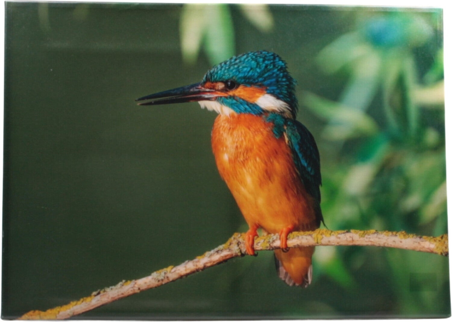 Farmwood Animals tuinschilderij ijsvogel multi 70 x 0,5 x 50 cm