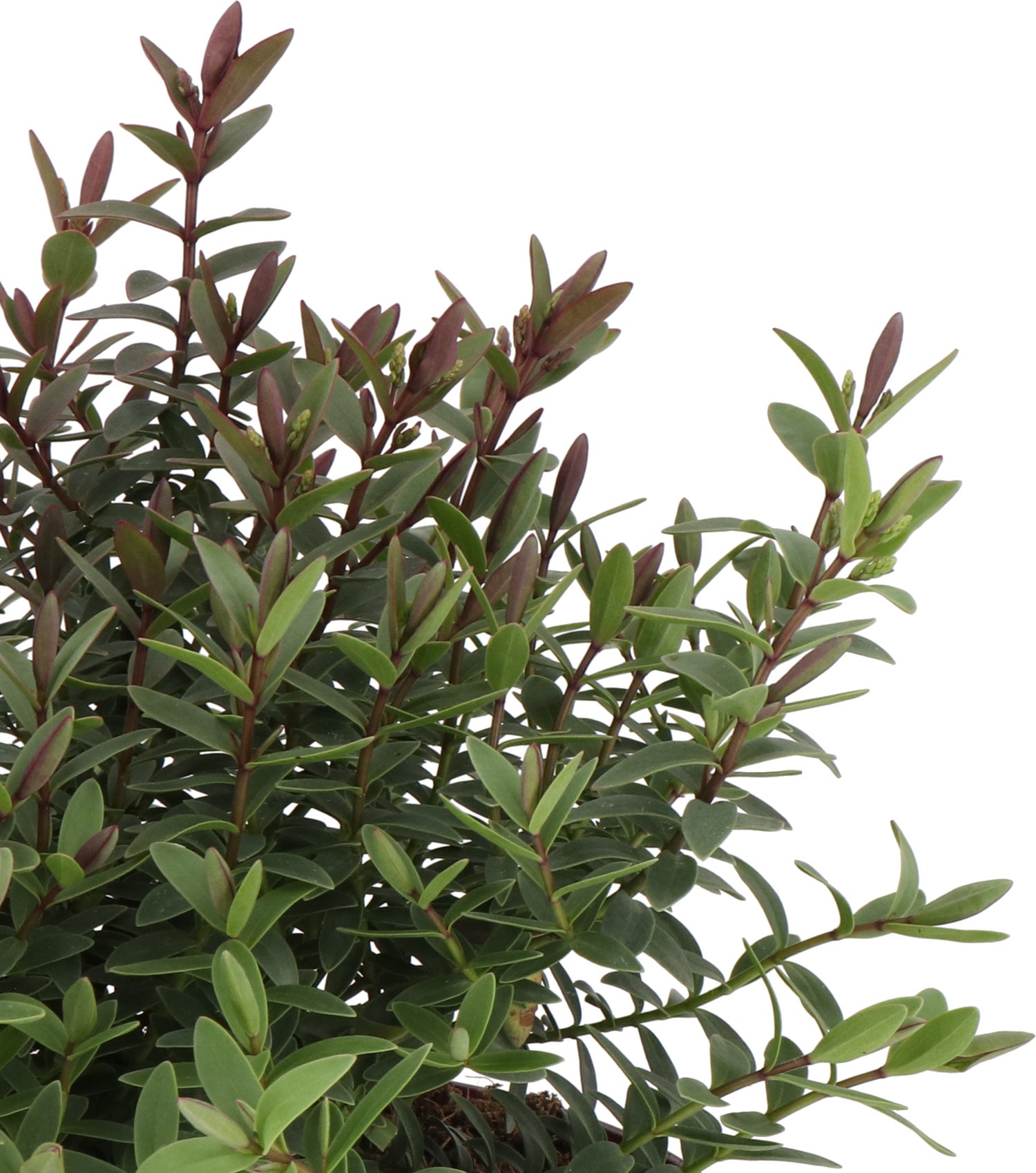 Struikveronica (Hebe 'Pink Lady') D 17 H 25 cm