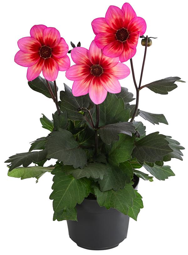 Dahlie 'Dahlegria Tricolore'