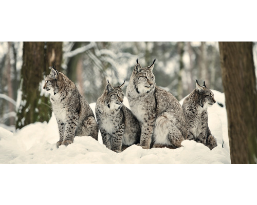 Postkaart GEO XXL Jonge Lynxen in de Sneeuw 23x11 cm