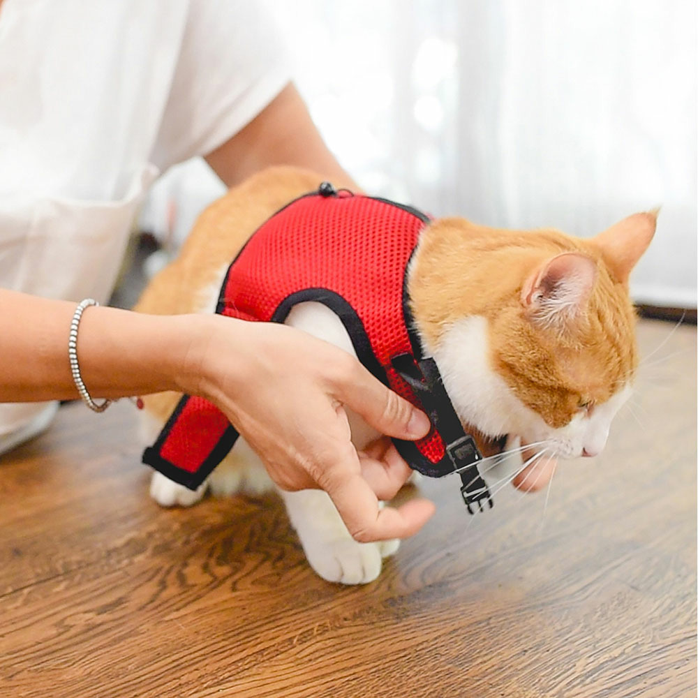Harnais pour chats jogging extra large, en filet perforé, avec laisse élastiquée
