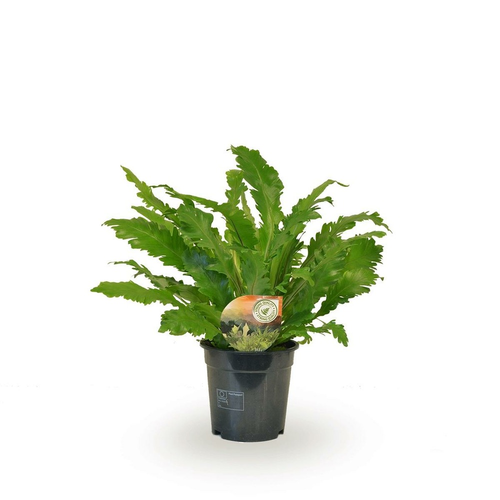 Plante d'intérieur - asplenium 'campio' 50.0cm