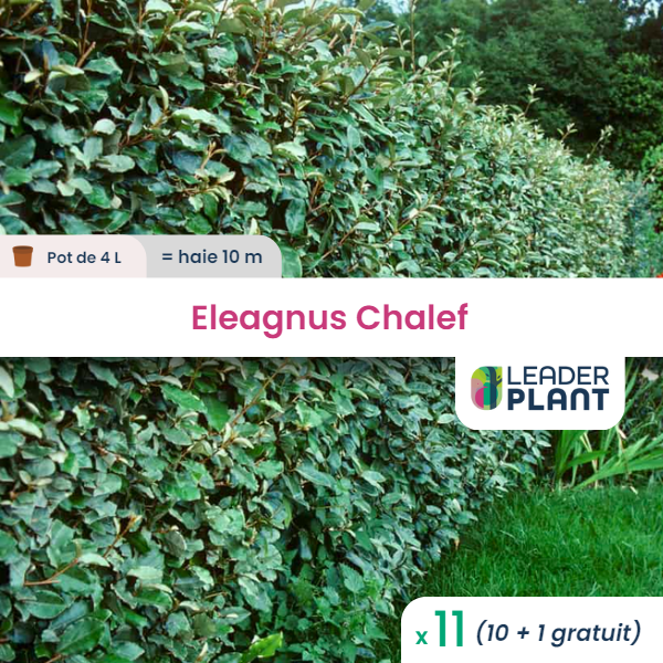 11 x eleagnus ebbingei en pot de 4 l