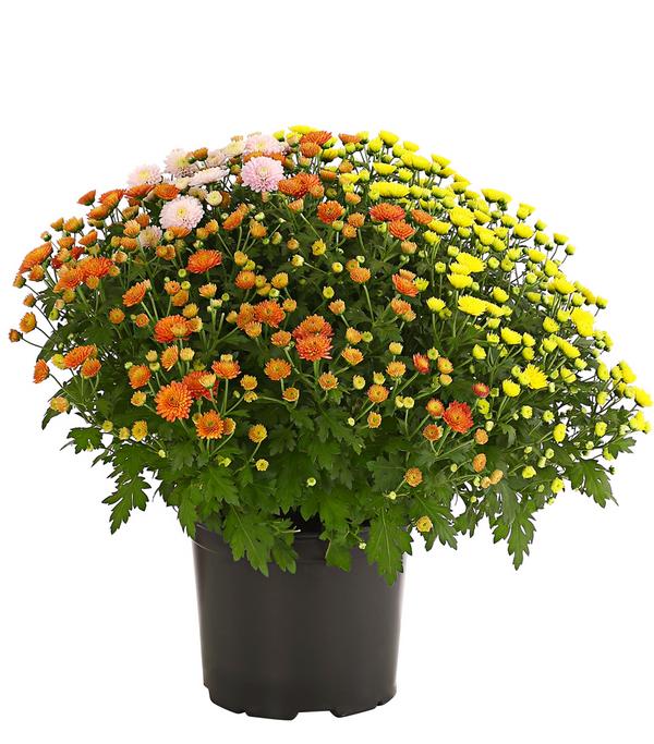 Herbst Chrysanthemen-Trio