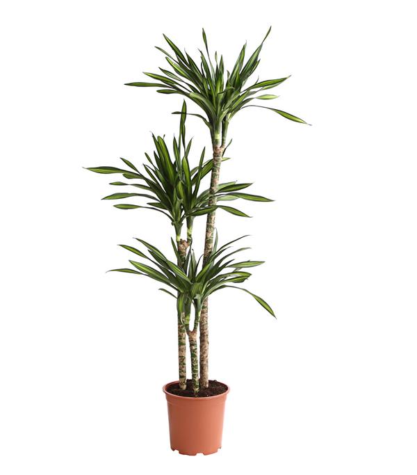 Drachenbaum - Dracaena fragrans 'Rikki'