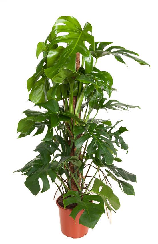 Plante d'intérieur - monstera deliciosa 120cm