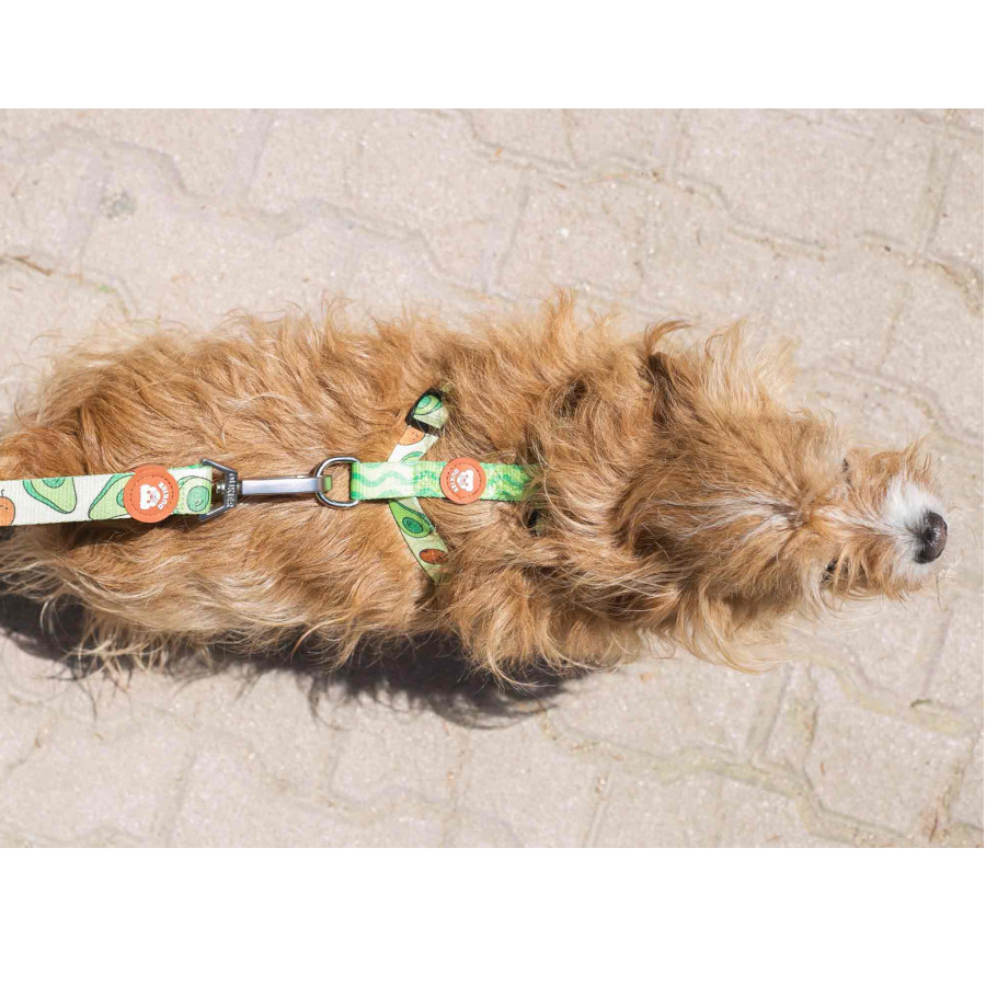 Coleira Dukier Classic com Estampa de Abacate para Cães