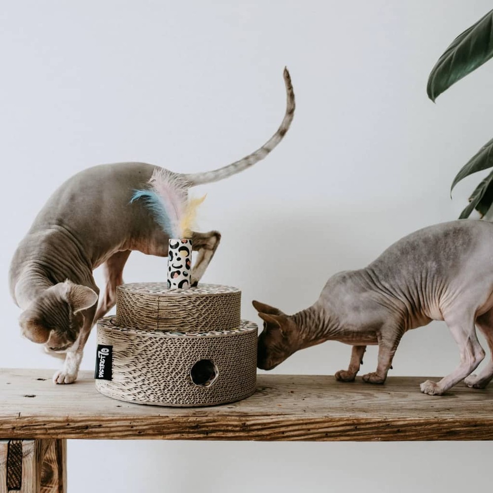 Jouet pour chats fiesta carton multicolore