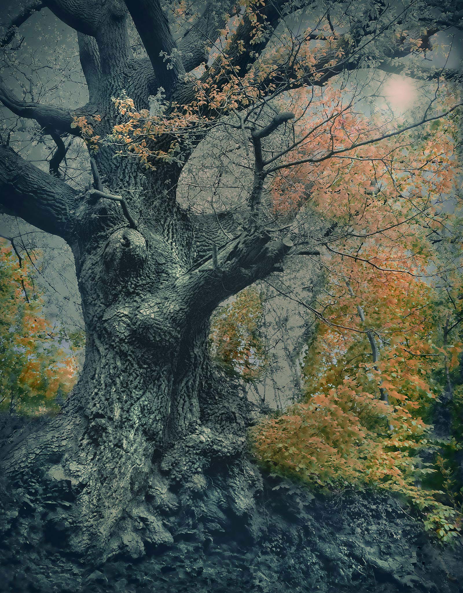 Ancient Oak by Barry Cawston - Limited Edition. Edition of: 150. Signed.
