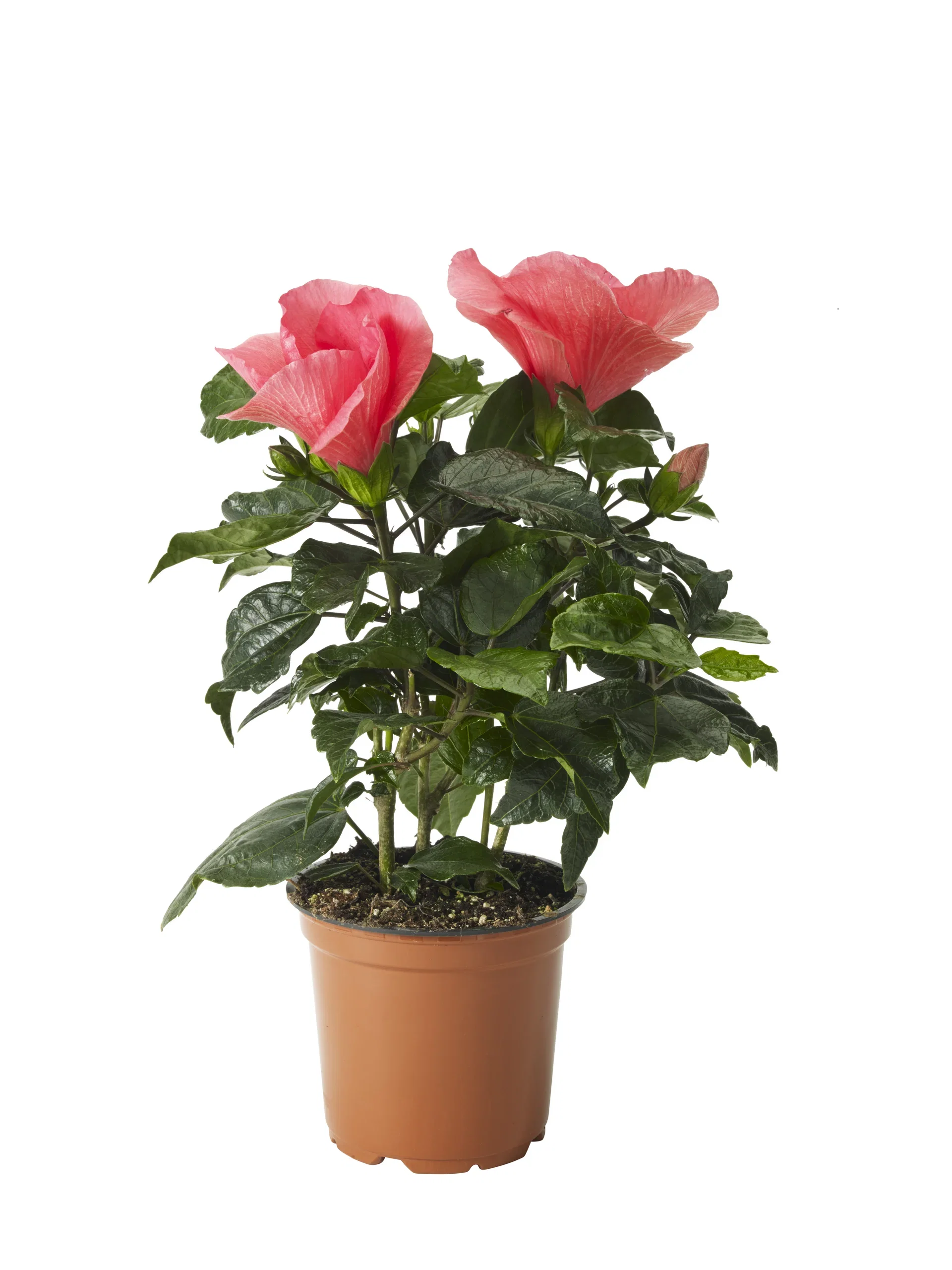 Hibiscus Hawaiirose Høyde 25 cm