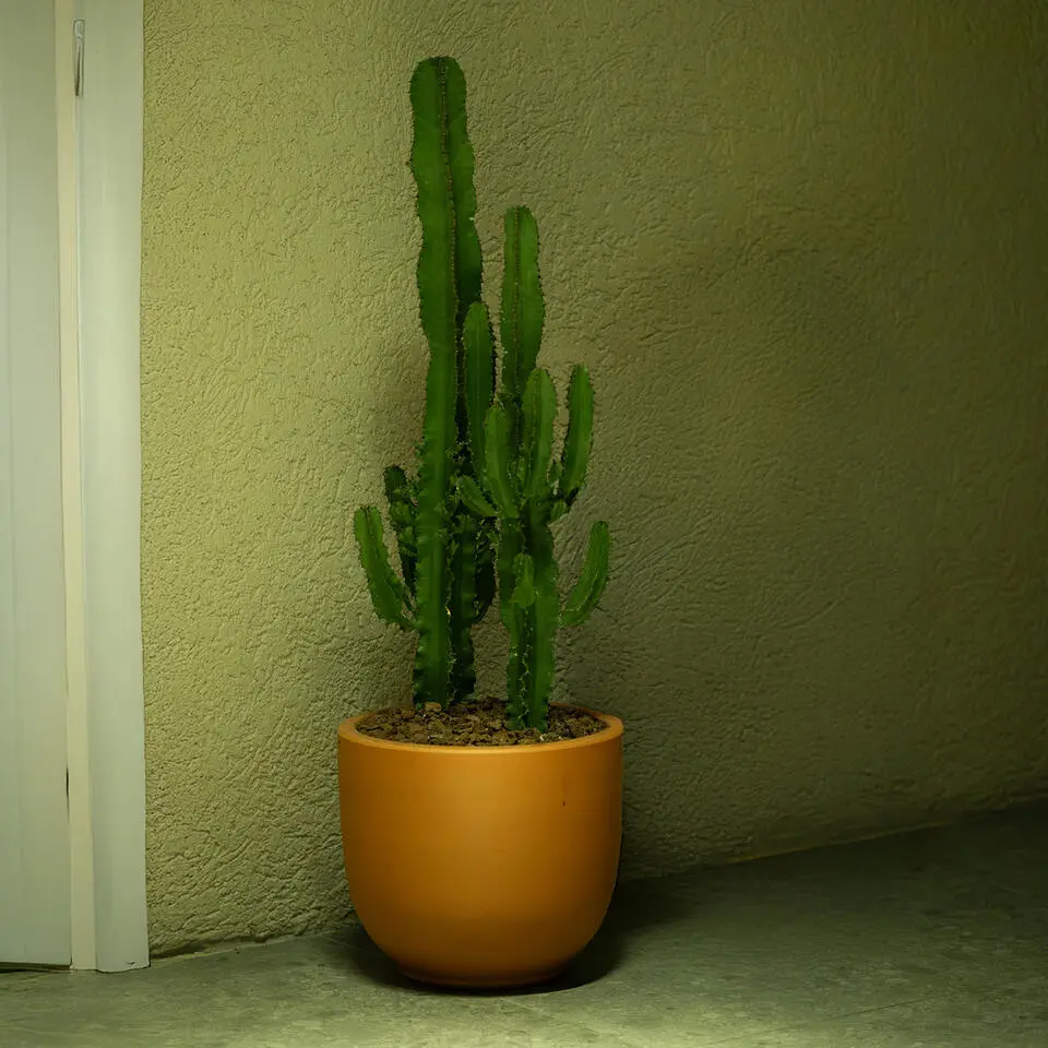 Cowboycactus - Euphorbia ingens - Hoogte 50-60cm - ⌀17cm