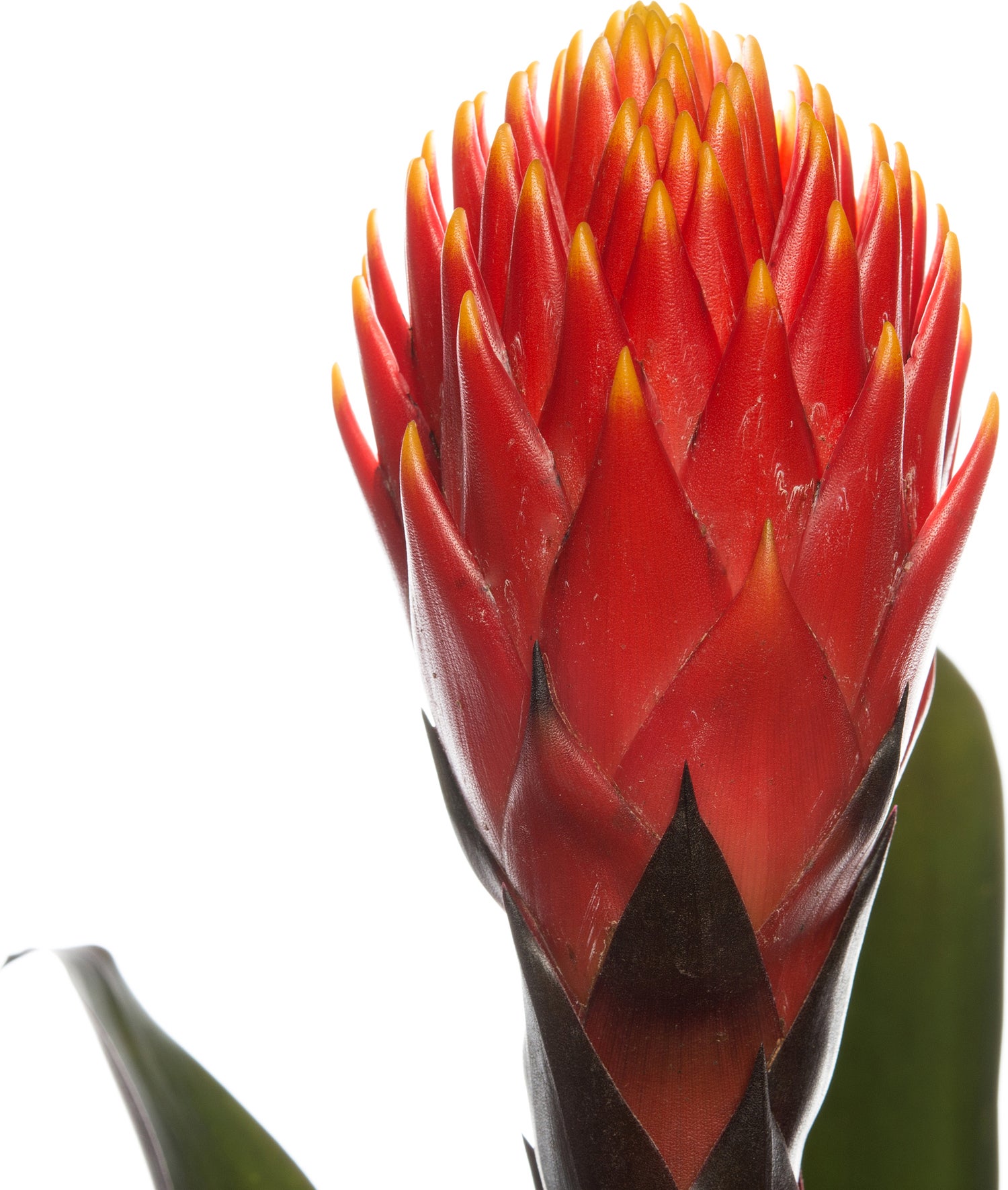 Guzmania (Guzmania 'Tala') D 12 H 45 cm