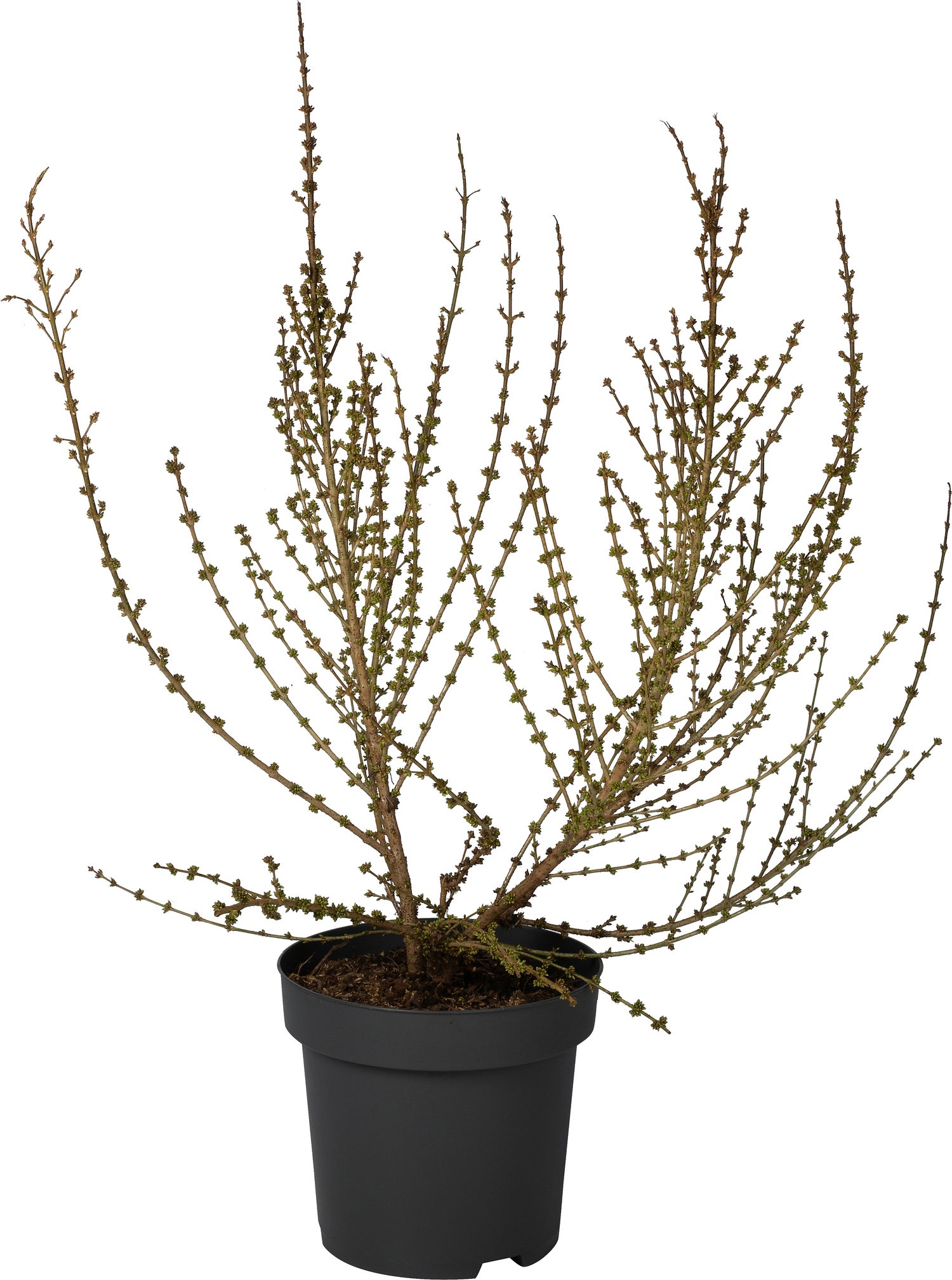 Chinees klokje (Forsythia intermedia 'Mikador') D 31 H 60 cm