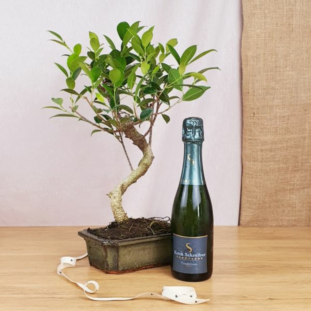 Coffret d'un bonsaï ficus retusa, avec une bouteille de champagne bio