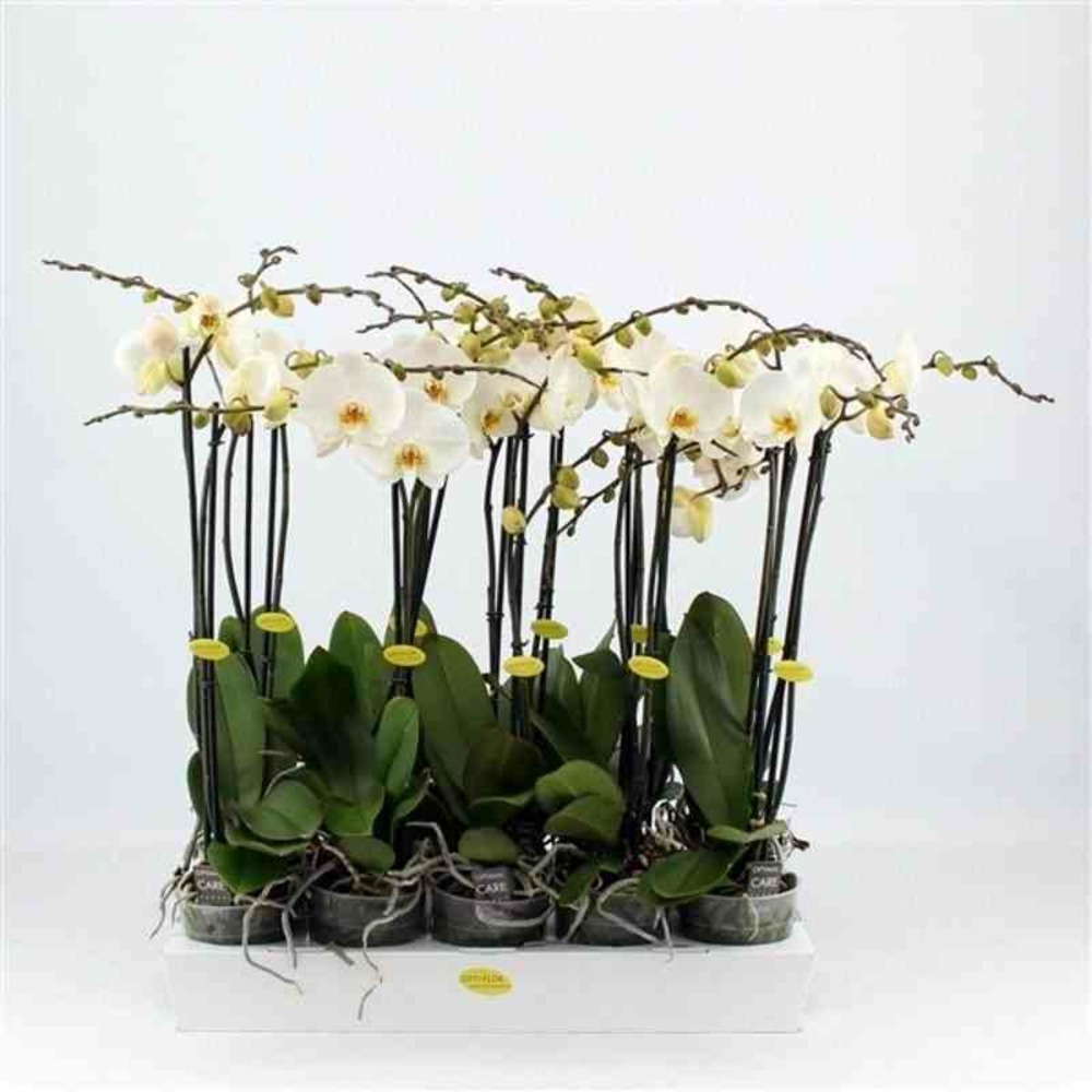 Phalaenopsis hybride blanche (orchidée papillon) taille pot de 2 litres - 60/80 cm