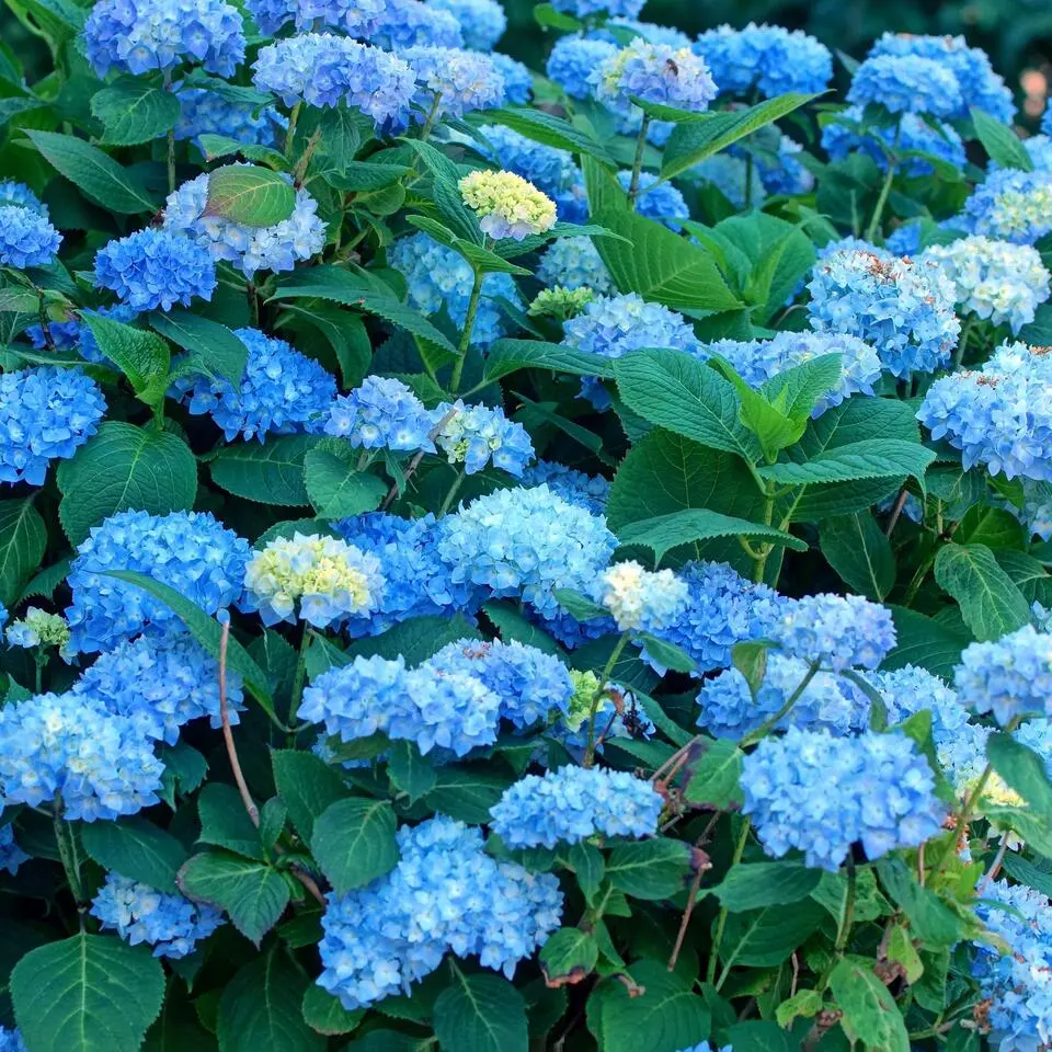 Bolhortensia - Set van 3 - Hydrangea 'Early Blue' - Hoogte 25-40cm - ⌀9cm
