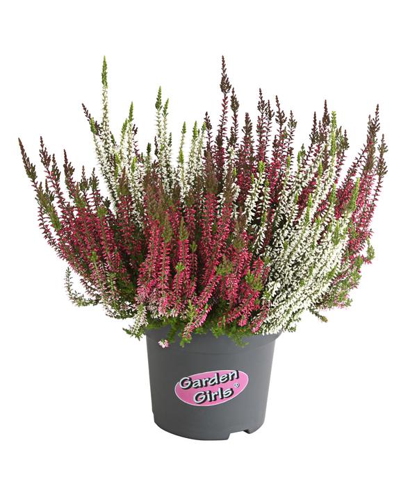 Knospenheide-Duo 'Twin-Girls®', verschiedene