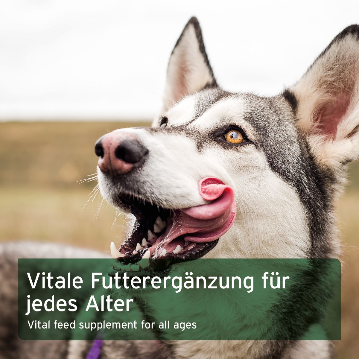 AniForte BARF-Line Gemüse-Kräuter Vielfalt