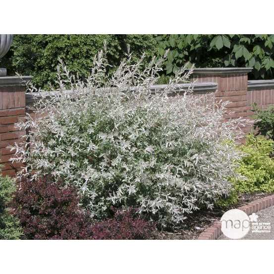 Salix integra 'hakuro nishiki': h.120cm pot 15L