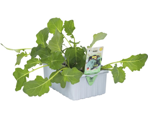 Broccoli 'Marathon' FloraSelf 6-pack