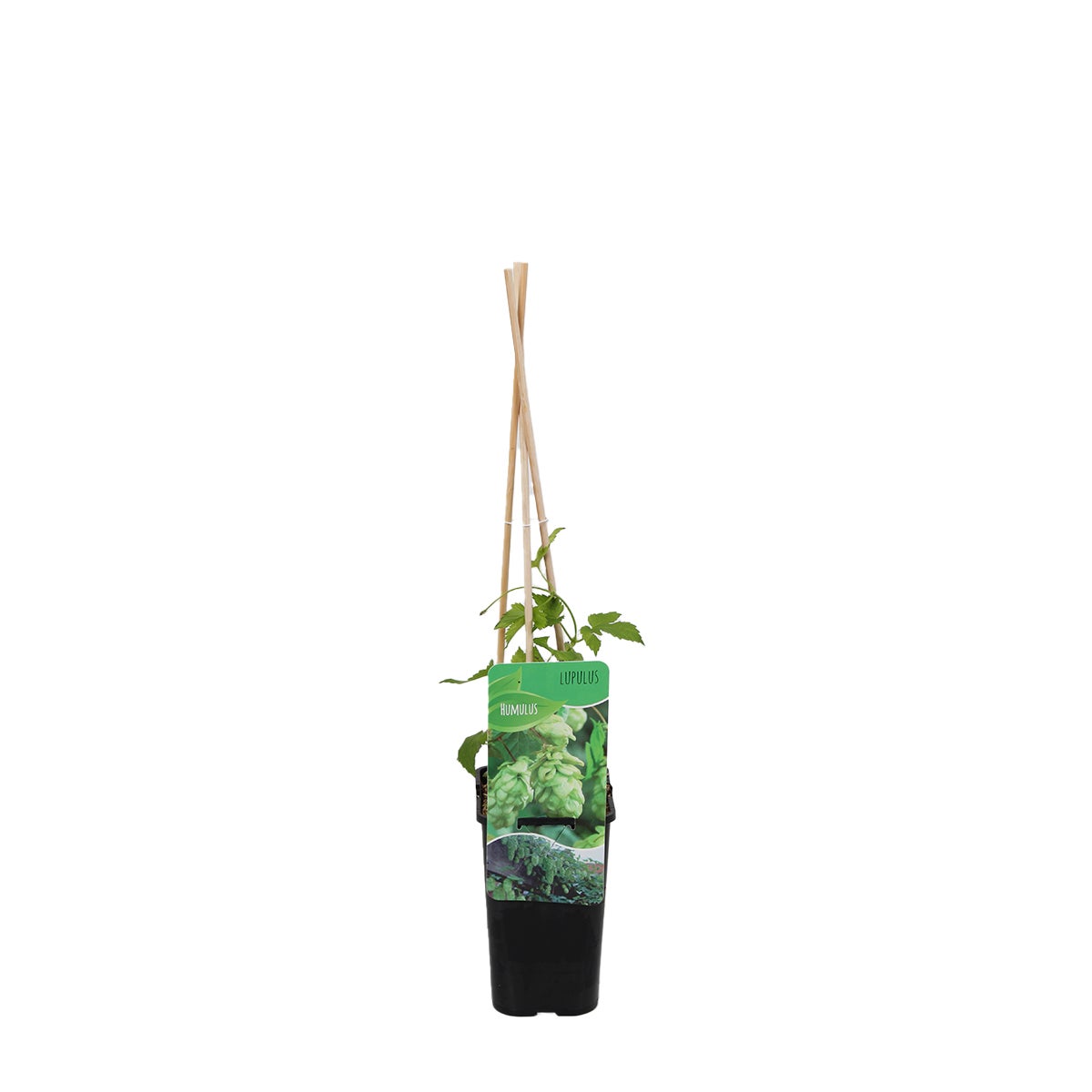 Bloomique – Humulus Lupulus – Hop plant – geschikt voor het brouwen van bier – klimplanten – tuinplanten – winterhard – potmaat 15 cm – hoogte 70–80 cm